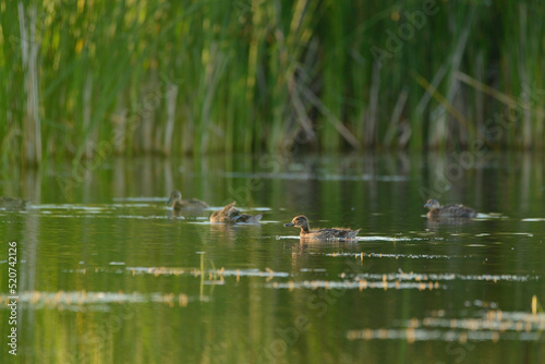 Mallard duckling swimming on lake