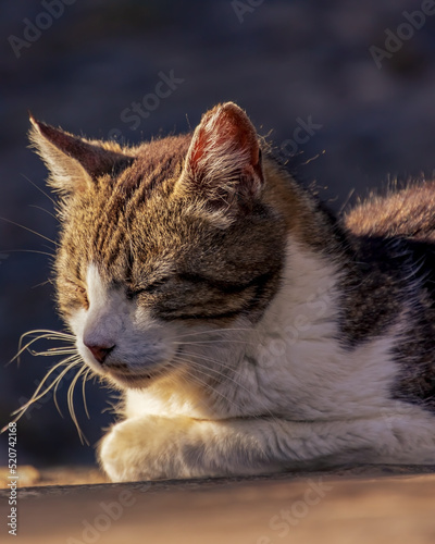 Sleeping cat outdoors