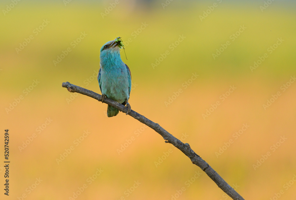Obraz premium European roller - coracias garrulus colorful exotic bird