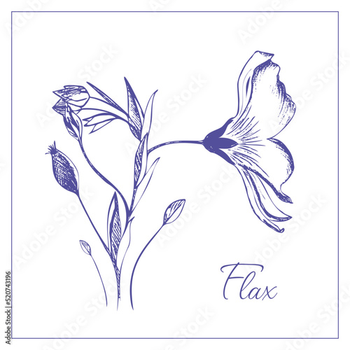 Flax flowers. Hand drawn illustration, editable, vector.