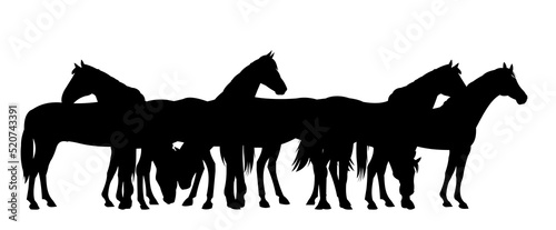 Horses are grazing. Picture silhouette. Farm pets. Animals domestic traditional. Isolated on white background. Vector Goat with kid near the herd