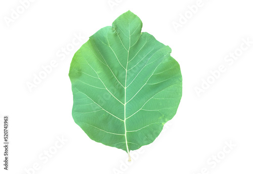 Isolated fresh and green teak leaf and branch with clipping paths.