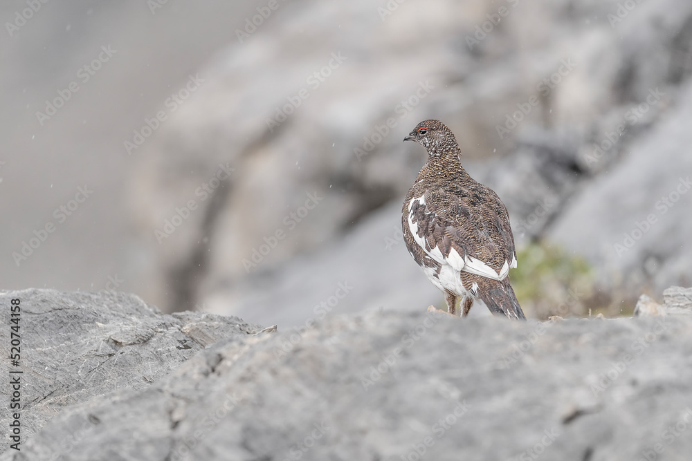 Fine art portrait of the rock ptarmigan male under the rain (Lagopus muta)