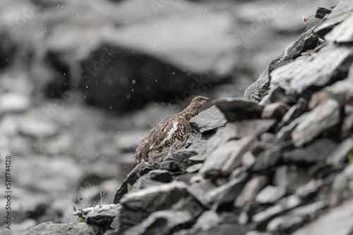The rock ptarmigan female under rainstorm (Lagopus muta)