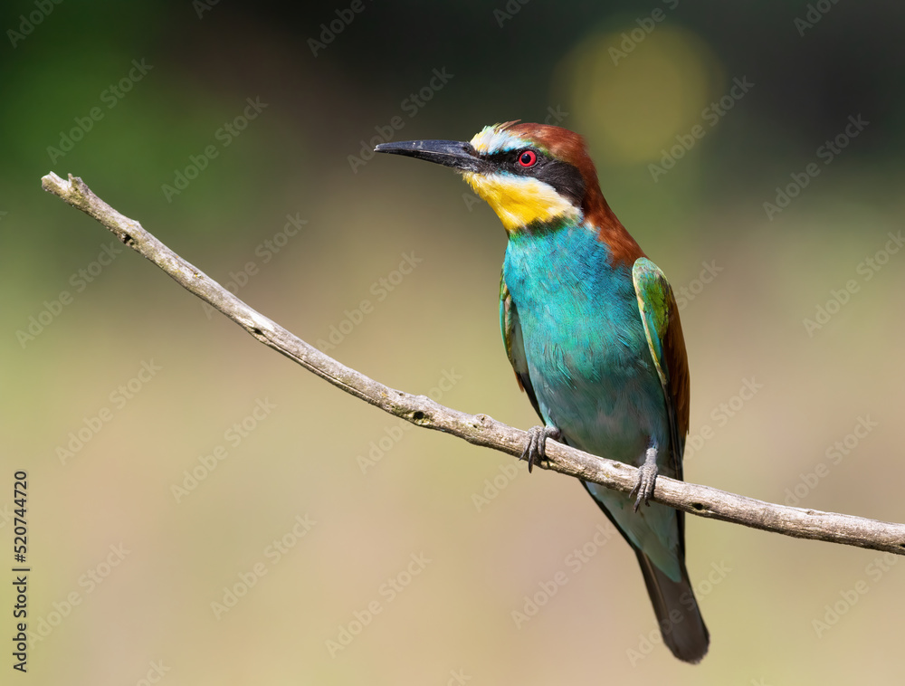 European bee-eater, Merops apiaster. Close-up of the bird against a beautiful blurred background European bee-eater, Merops apiaster. Close-up of the bird against a beautiful blurred background