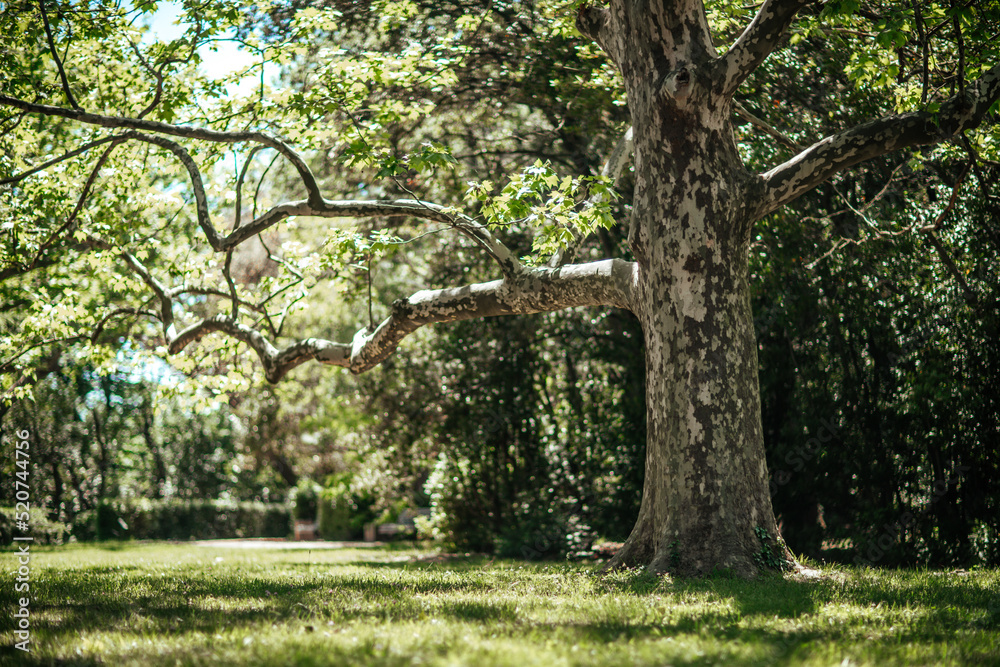 Fototapeta premium beautiful park with large and thorny trees.