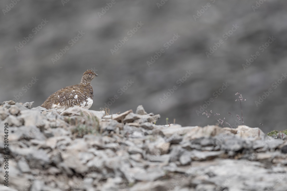 Fine art portrait of rock ptarmigan male in the Alps mountains (Lagopus muta) Fine art portrait of rock ptarmigan male in the Alps mountains (Lagopus muta)