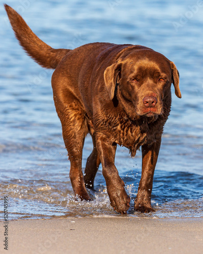 Chocolate Labrador, having a shake on the beach.