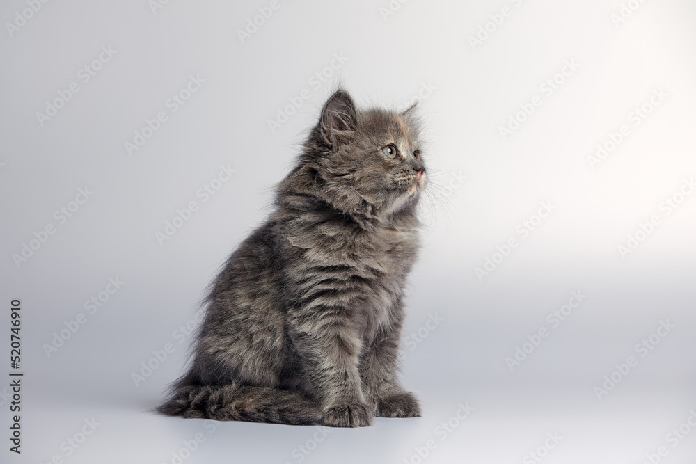 Cute and adorable grey kitten cat against a white background