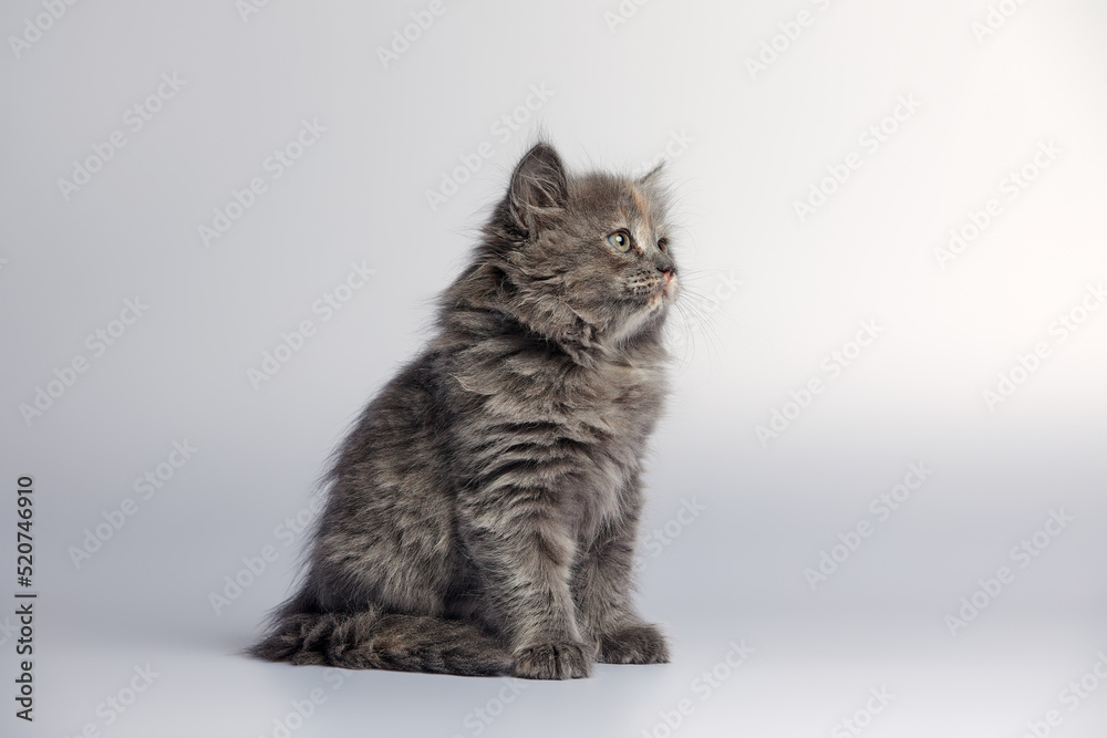Cute and adorable grey kitten cat against a white background Cute and adorable grey kitten cat against a white background
