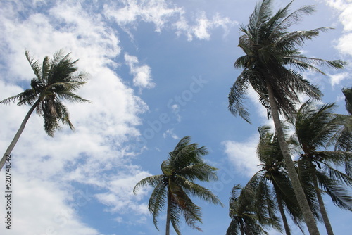 coconut palm trees and blue sky in background taken in weh island  aceh indonesia