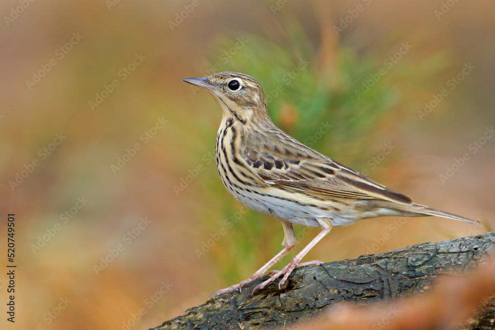 świergotek drzewny (Anthus trivialis) świergotek drzewny (Anthus trivialis)