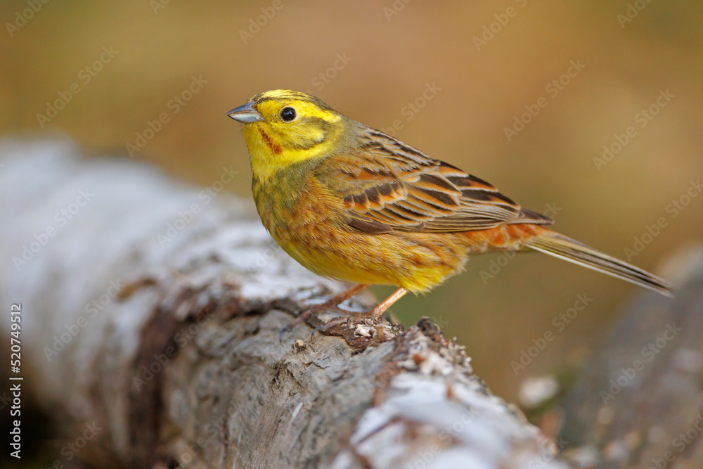 Trznadel (Emberiza citrinella) Trznadel (Emberiza citrinella)