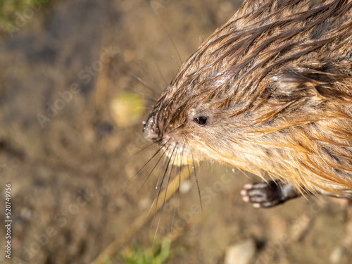 Portrait of a muskrat, ondatra zibethicus, rodent found in wetlands