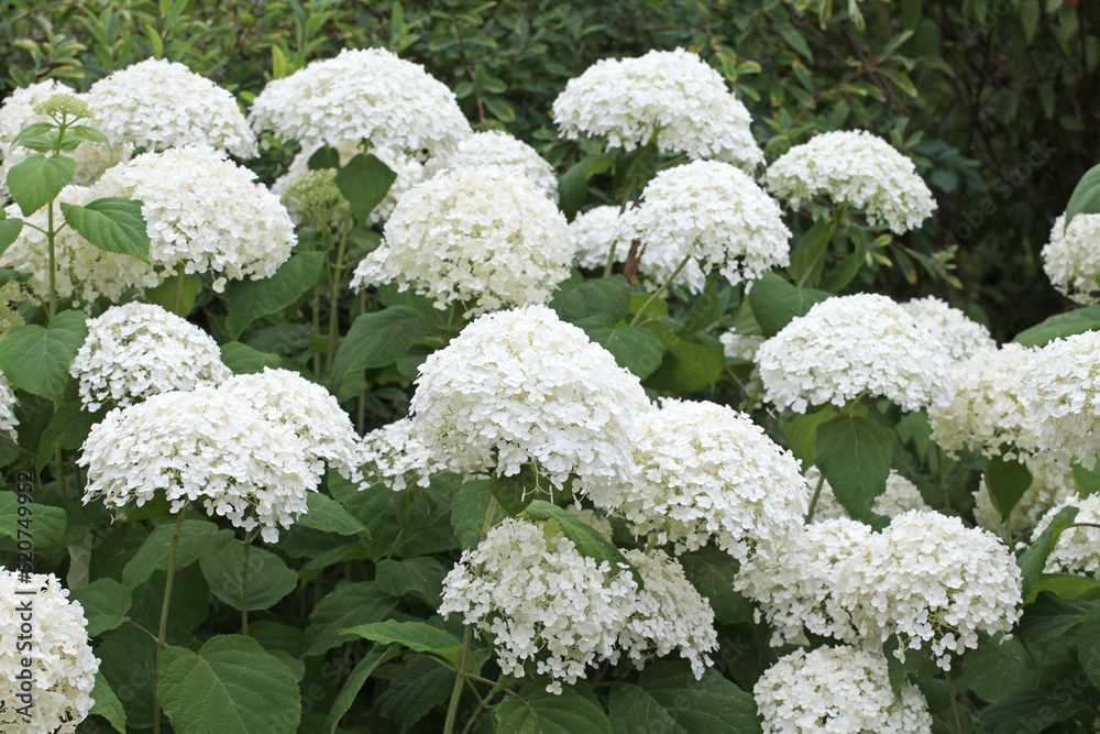 White mophead Hydrangea 'Annabelle' in flower. White mophead Hydrangea 'Annabelle' in flower.