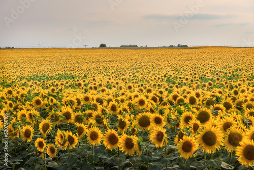 Bright yellow field of sunflowers. Summer Landscape in Germany