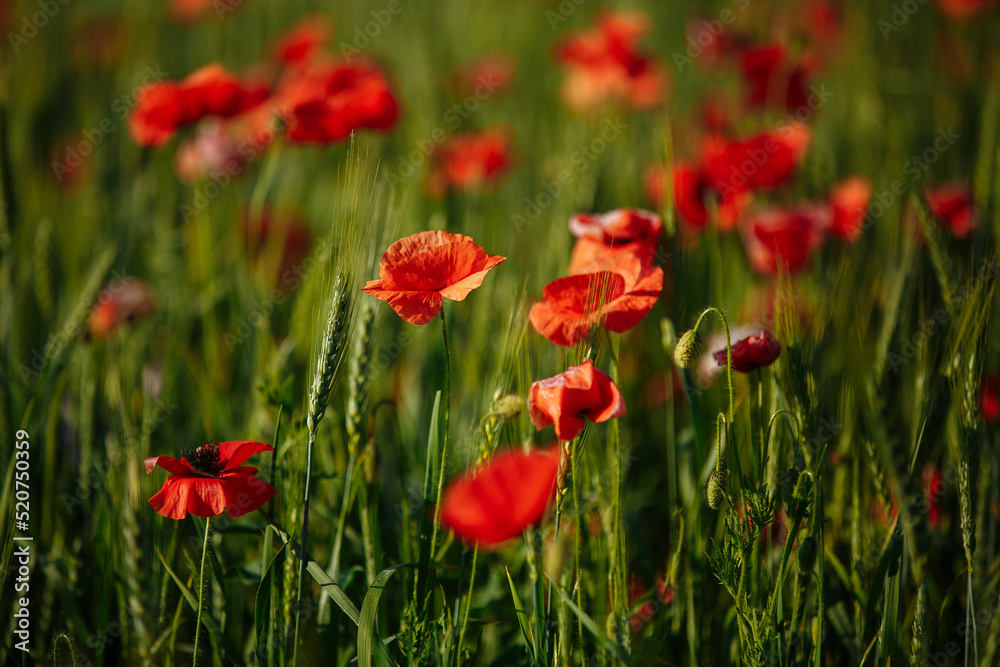 a field of red poppies on a sunny morning day