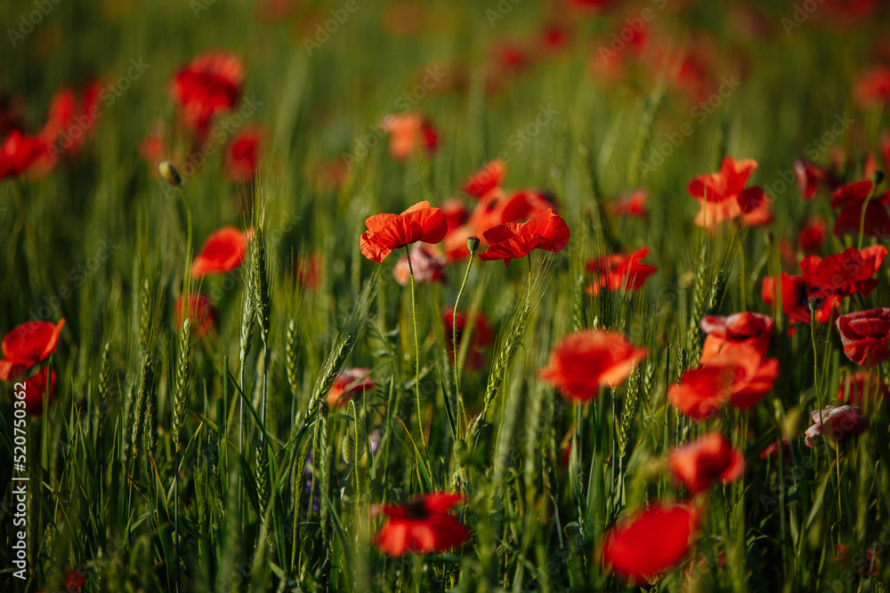 a field of red poppies on a sunny morning day a field of red poppies on a sunny morning day