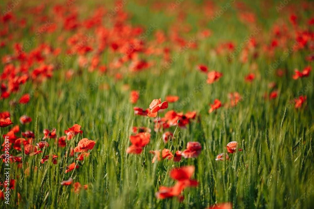 a field of red poppies on a sunny morning day a field of red poppies on a sunny morning day