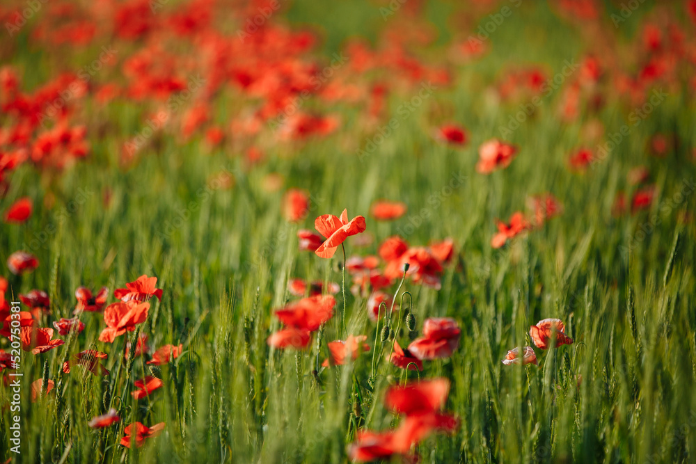 a field of red poppies on a sunny morning day