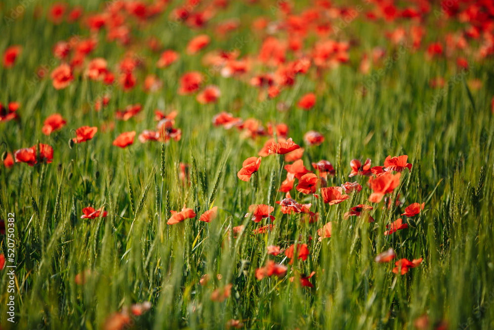 Fototapeta premium a field of red poppies on a sunny morning day