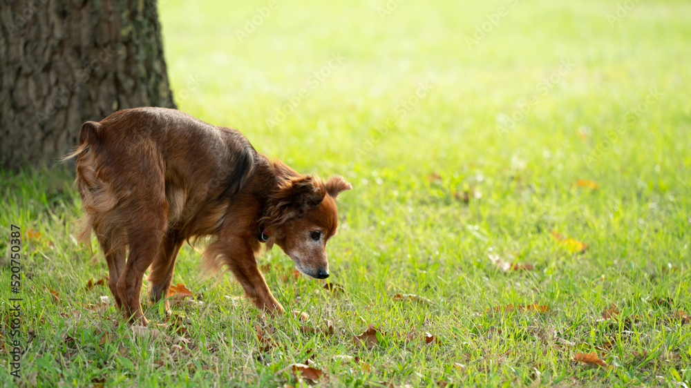 chien animal brun nature gazon vert chien animal brun nature gazon vert