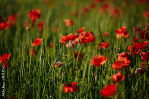 a field of red poppies on a sunny morning day © Andrii