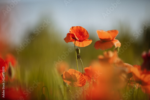a field of red poppies on a sunny morning day