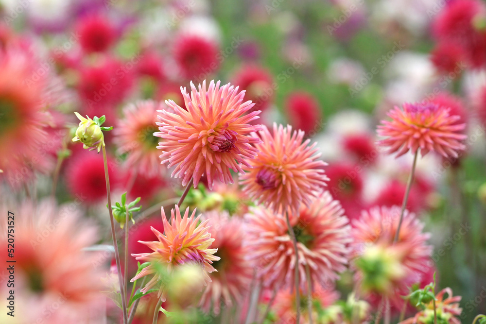 Dahlia 'Josudi Telstar' in flower.