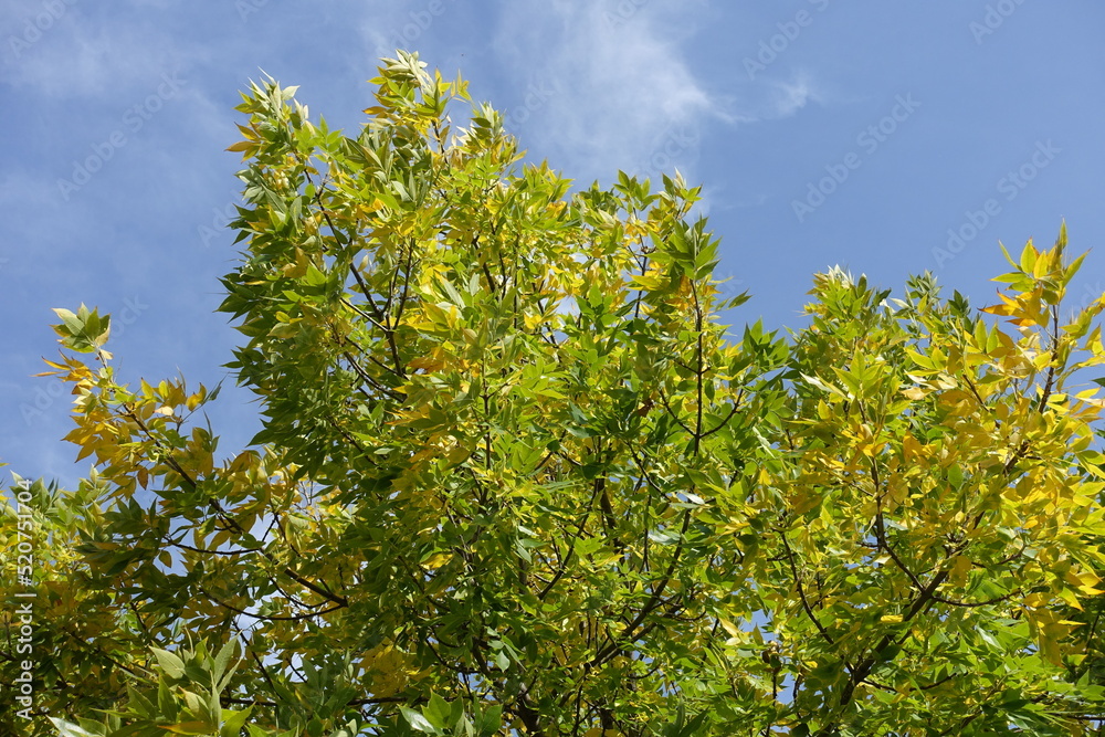 Greenish yellow autumnal foliage of Fraxinus pennsylvanica  against blue sky in October