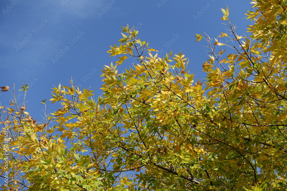 Multicolored autumnal foliage of Fraxinus pennsylvanica against blue sky in mid October Multicolored autumnal foliage of Fraxinus pennsylvanica against blue sky in mid October