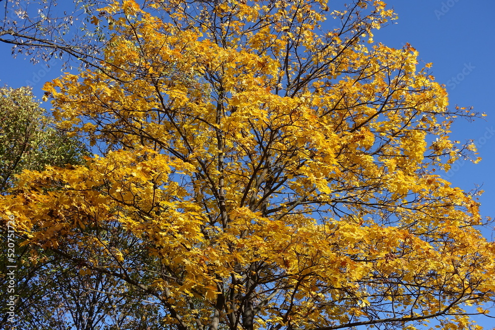 Canopy of maple tree with autumnal foliage against blue sky in November