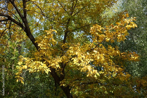 Fraxinus pennsylvanica  with yellow autumnal foliage in October
