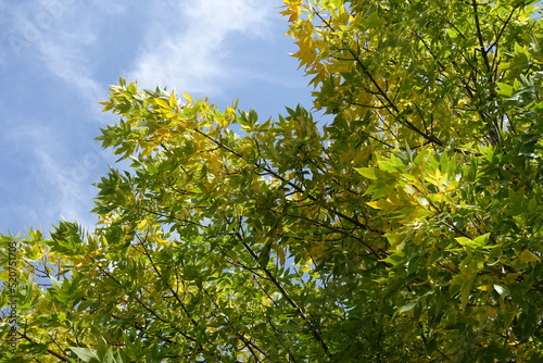 Green and yellow autumnal foliage of Fraxinus pennsylvanica against the sky in October