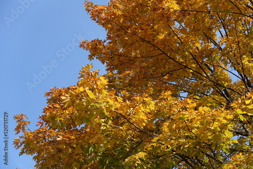 Colorful autumnal foliage of maple against blue sky in October photo