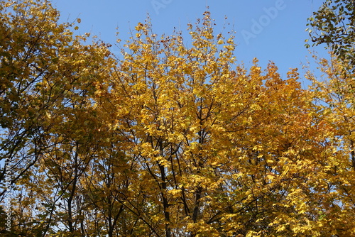 Norway maple trees with autumnal foliage against blue sky in October
