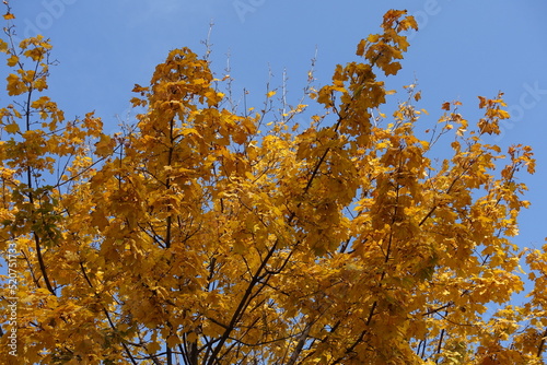 Orange autumnal foliage of maple against blue sky in October photo