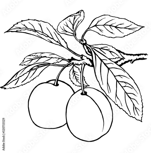 Two plums on a branch. Coloring book.  For fresh organic food or agricultural label design.