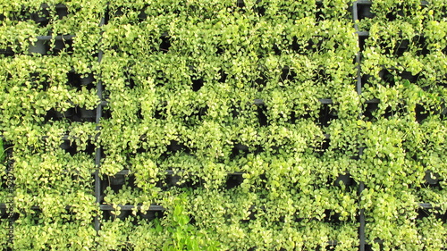 wall of the ornamental plants