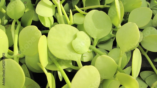 closeup green ornamental outdoor plants 