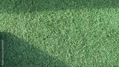 green grass background