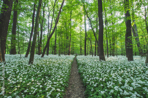 Sunset in a protected forest with beautiful white growing bear garlic. Allium ursinum under orange light. Polanska niva, Ostrava, czech republic photo