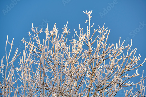 zimowe drzewa © minigraph