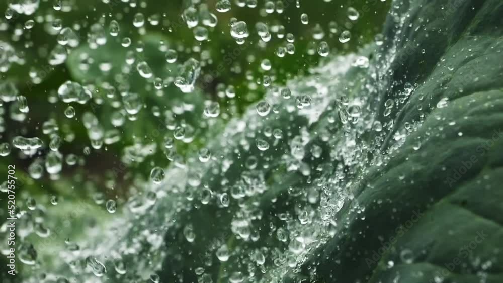 raindrops in super slow motion. beautiful nature video. close-up of rainfall in jungle, water droplets falling on green leaves, raining day in tropical forest. rain drops on tree leaves