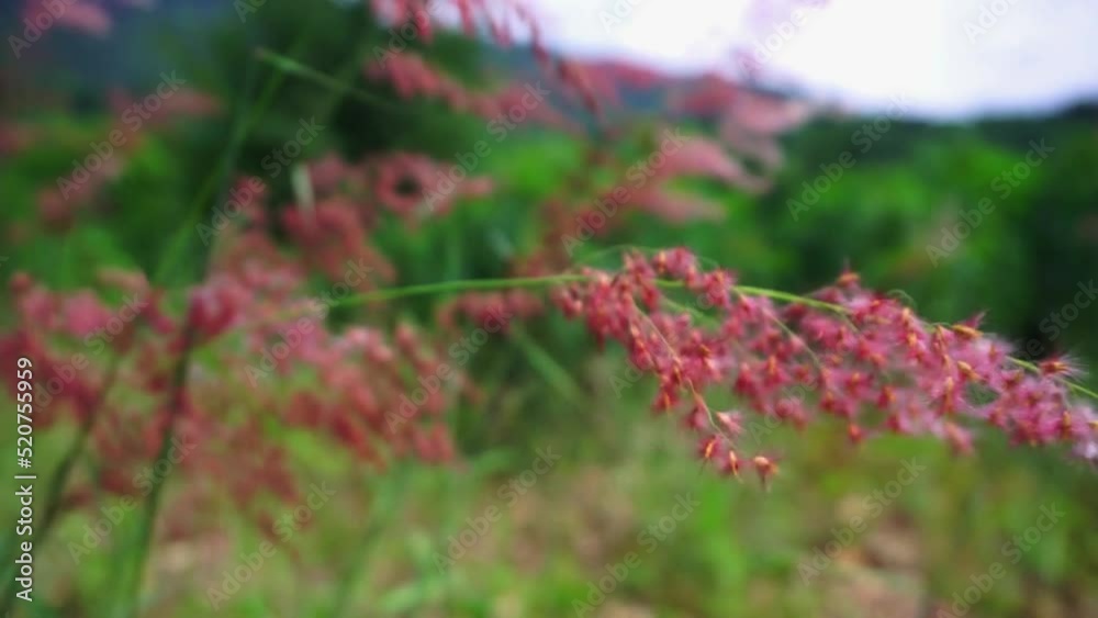 field of flowers. Natural meadow grass slowly swayed by wind blow. The beautiful green swaying grass field is relaxing and romantic. field of flowers. Natural meadow grass slowly swayed by wind blow. The beautiful green swaying grass field is relaxing and romantic.