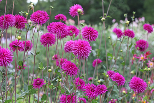 Dahlia 'Josudi Pluto' in flower. © Alexandra