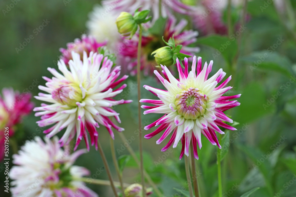 Dahlia 'Josudi Neptune' in flower Dahlia 'Josudi Neptune' in flower