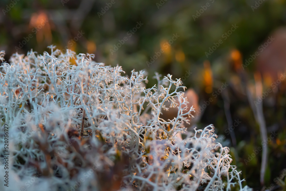 Evening sun, lichen and moss in Finnish nature. Evening sun, lichen and moss in Finnish nature.
