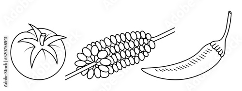 Tomato, corn on the cob, chili pepper. Sketch. Collection of vector illustrations. Coloring book for children. Doodle style. Outline on isolated background. Set of vegetables. Vegan food. 