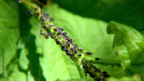 Pest black bean aphids on plant stem with ants. Latin name Aphis fabae, macro shot. photo